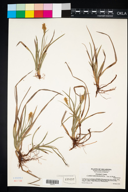 Carex microdonta image