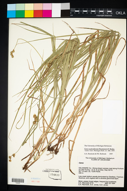 Carex molestiformis image