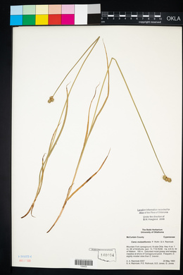 Carex molestiformis image