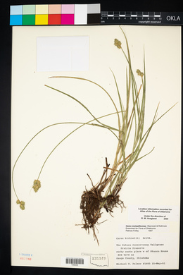 Carex molestiformis image