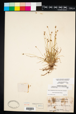 Carex leavenworthii image