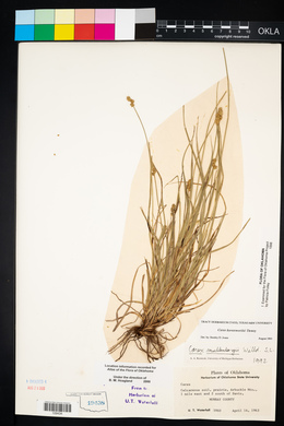 Carex leavenworthii image