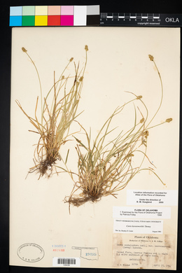 Carex leavenworthii image