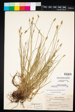 Carex leavenworthii image