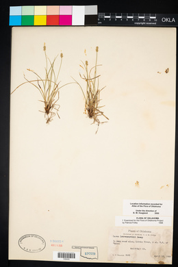 Carex leavenworthii image