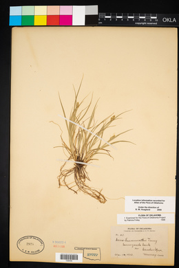 Carex leavenworthii image