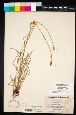 Carex leavenworthii image