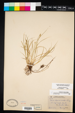 Carex leavenworthii image