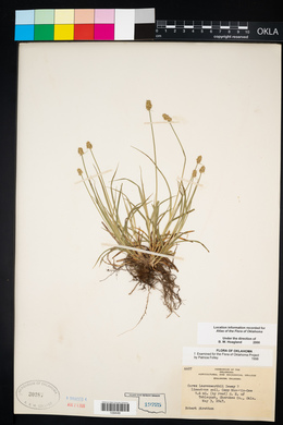 Carex leavenworthii image