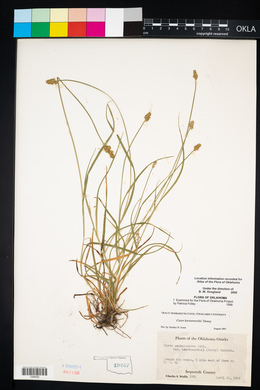 Carex leavenworthii image