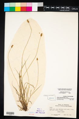 Carex leavenworthii image