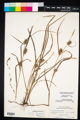 Carex louisianica image