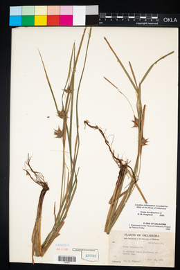 Carex louisianica image