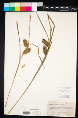 Carex lupuliformis image