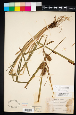 Carex lupuliformis image