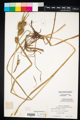 Carex lupuliformis image