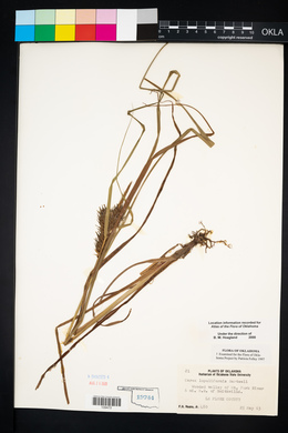 Carex lupuliformis image