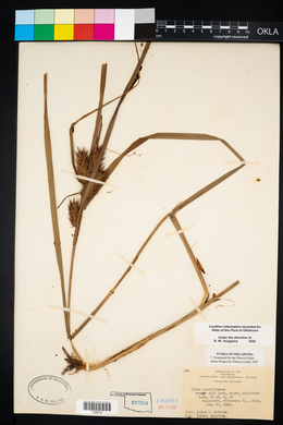 Carex lupuliformis image