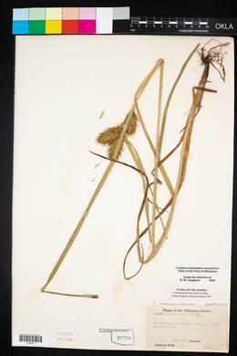 Carex lupuliformis image