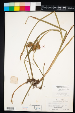 Carex lupuliformis image