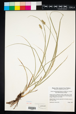 Carex muehlenbergii var. enervis image