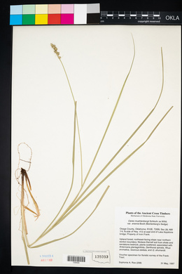 Carex muehlenbergii var. enervis image