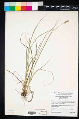 Carex muehlenbergii var. muehlenbergii image
