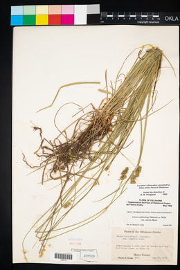 Carex muehlenbergii var. enervis image