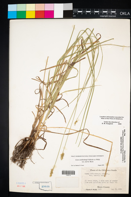 Carex muehlenbergii var. enervis image