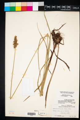 Carex oklahomensis image