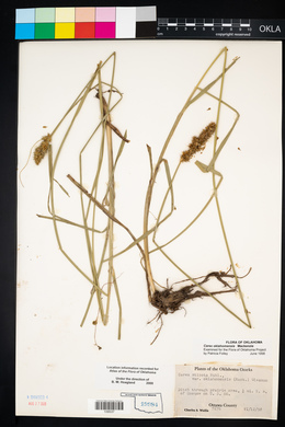 Carex oklahomensis image