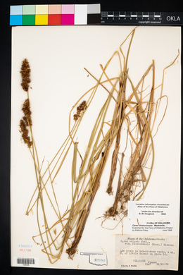 Carex oklahomensis image