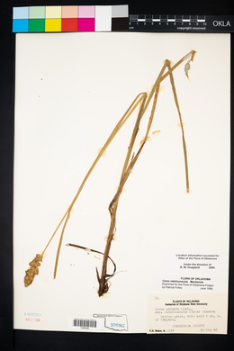 Carex oklahomensis image