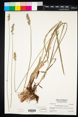 Carex oklahomensis image