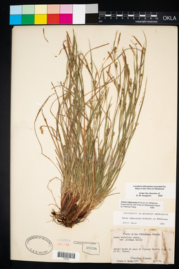 Carex oligocarpa image