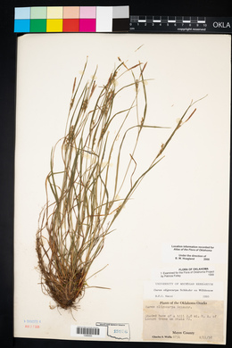 Carex oligocarpa image