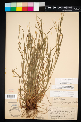 Carex oligocarpa image