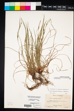 Carex oligocarpa image