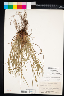 Carex oligocarpa image