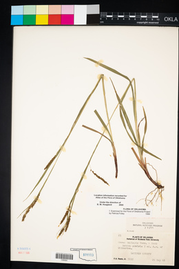 Carex oxylepis image