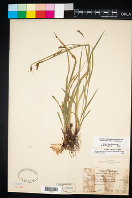 Carex oxylepis image