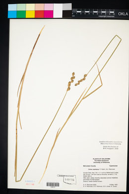 Carex ozarkana image
