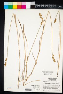 Carex ozarkana image