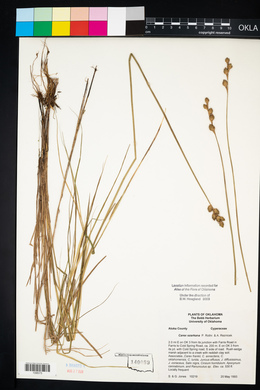 Carex ozarkana image