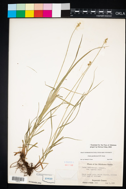 Carex perdentata image