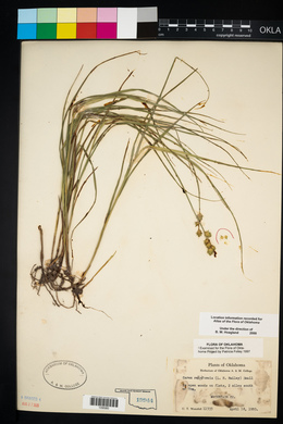 Carex reniformis image