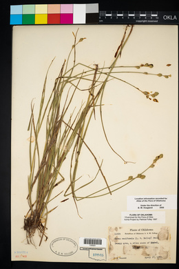 Carex reniformis image