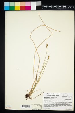 Carex retroflexa image