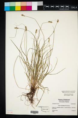 Carex retroflexa image