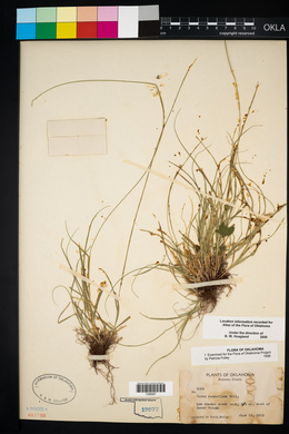 Carex retroflexa image